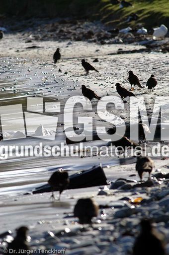 Geierfalke (9 von 11).jpg